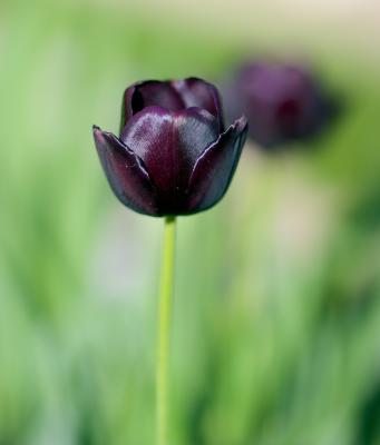 Dark Tulip.jpg