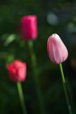 Tulip Trinity
