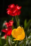 Tulips.jpg