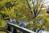 Birds.jpg