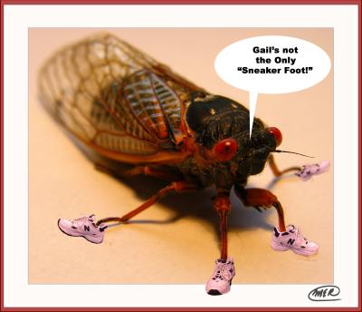 Ole Sneakerfoot Cicada