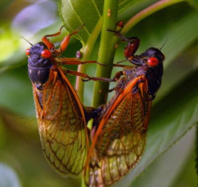 Cicada Love Making