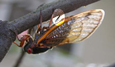 Laying Eggs in the tree branches