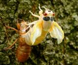 cicadacomingoutshell.jpg