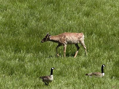 Baby Elk.jpg(299)