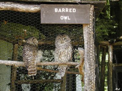 Barred Owls.jpg(238)