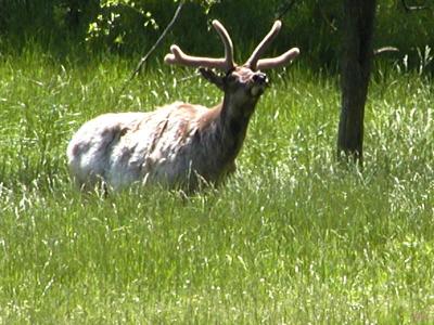 Elk.jpg(215)
