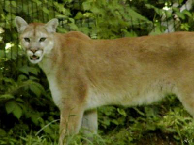 Grumpy female Cougar.jpg(615)