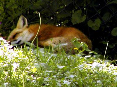 Nap time for the red fox.jpg(342)