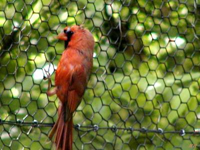 Trapped Cardinal.jpg(341)