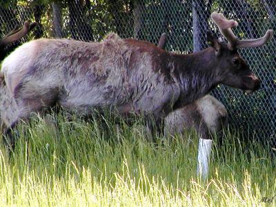 u45/ms_mimi69/medium/29030797.UglyElk.jpg