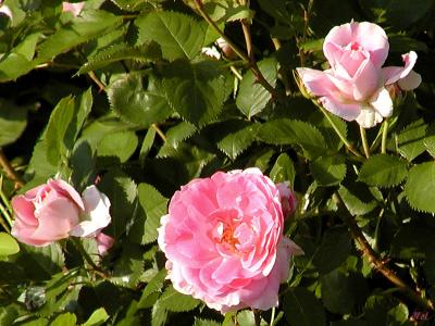 u45/ms_mimi69/medium/29063662.ARosebyanyothername.jpg