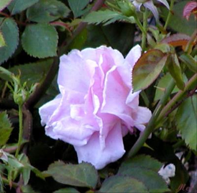Soft Pink Rose.jpg(203)