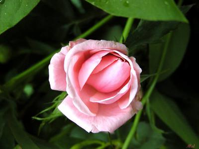 Budding Rose.jpg(1345)