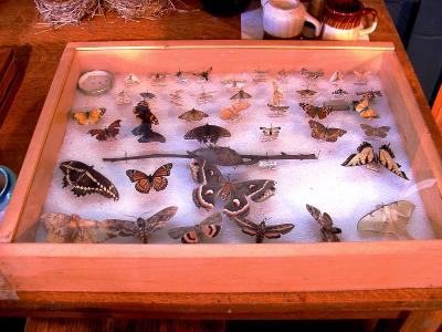 Someones Butterfly and Moth collection.jpg(210)