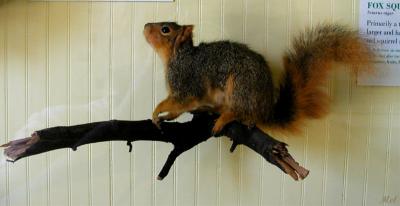 Stuffed Fox Squirrel.jpg(1028)