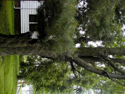 Front yard tree lower half.jpg(209)