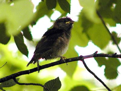 baby sparrow I think.jpg(307)