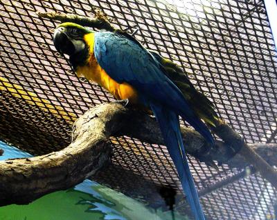 Macaw.jpg(195)