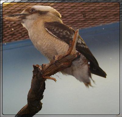 kookaburra.jpg(148)
