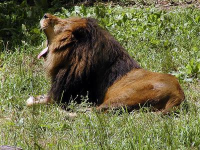 African Lion.jpg(611)