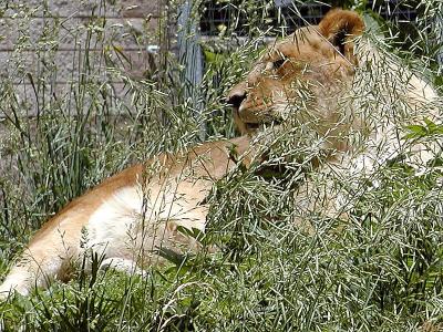 African Lioness.jpg(337)