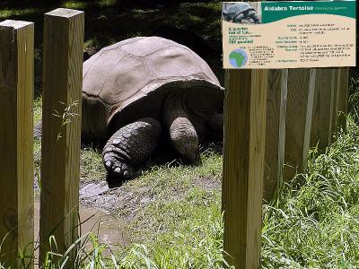 Aldabra Tortois.jpg(173)