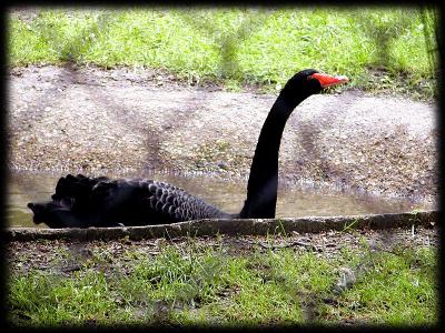 Black Swan.jpg(279)