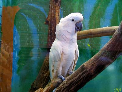 White Parrot.jpg(777)