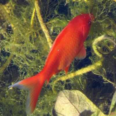 single fish in a pond.jpg(355)