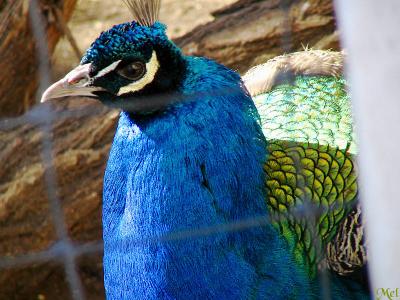 Seeing eye to eye with a peacock.jpg(310)