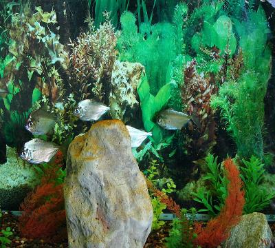 Fishes in a tank.jpg(307)