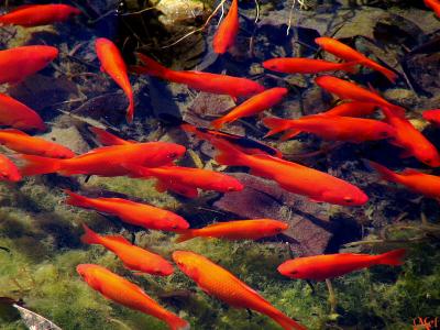 Fishes in a pond.jpg(711)