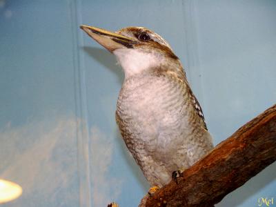 Kookaburra with its beak in the air.jpg(161)