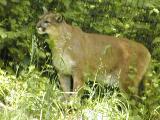 Curious male Cougar.jpg(430)