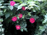 Roses 1.jpg(303)