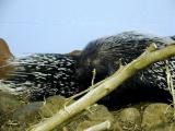 S. African Porcupines.jpg(209)