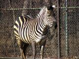 Zebra.jpg(236)