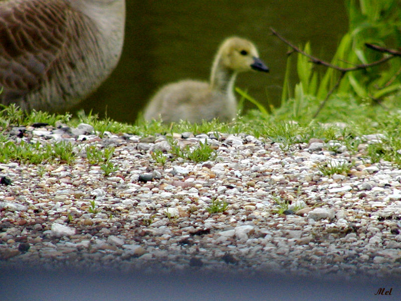 Baby Canadian goose.jpg(203)