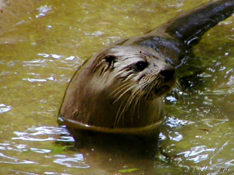 Otters profile.jpg(319)