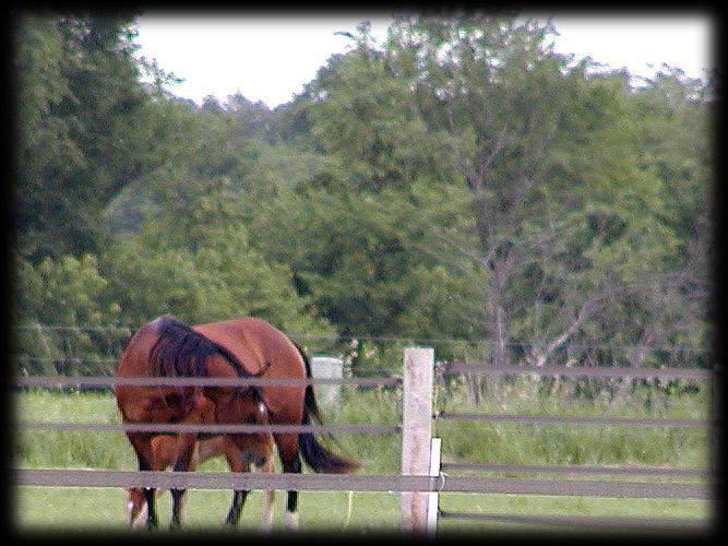 sniff sniff they left me here all alone.jpg(227)