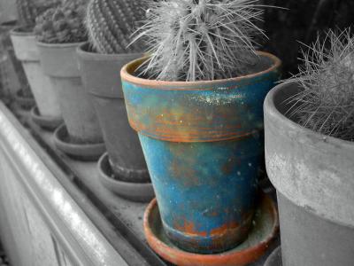 Pots of Cacti by vera
