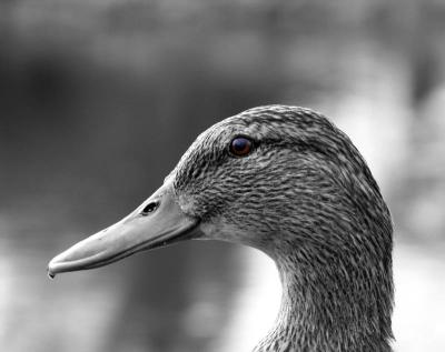 + Brown-eyed Duck by Fred