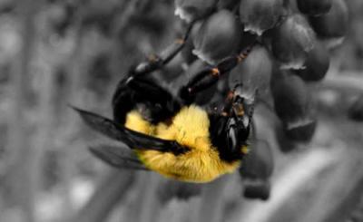 Bumblebee by Carmen