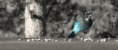 A Grey Day for a Blue Jay by Pat