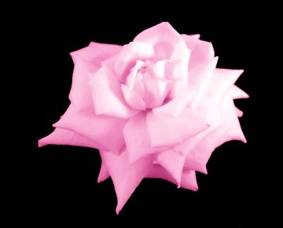 Bloom by Dru Cook