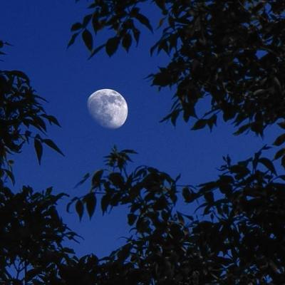 Moon & Leaves by Gordon W