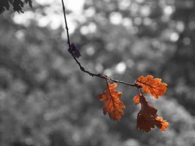 u45/mtf_foto_studies/medium/29585411.JustLeaves.jpg