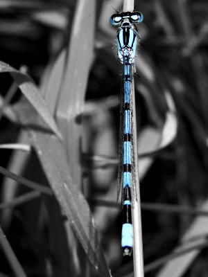 Natural Neon by Slartibartfast