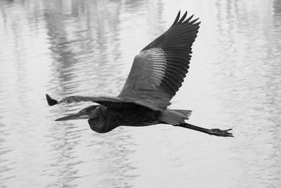 Heron Over Water by howard1